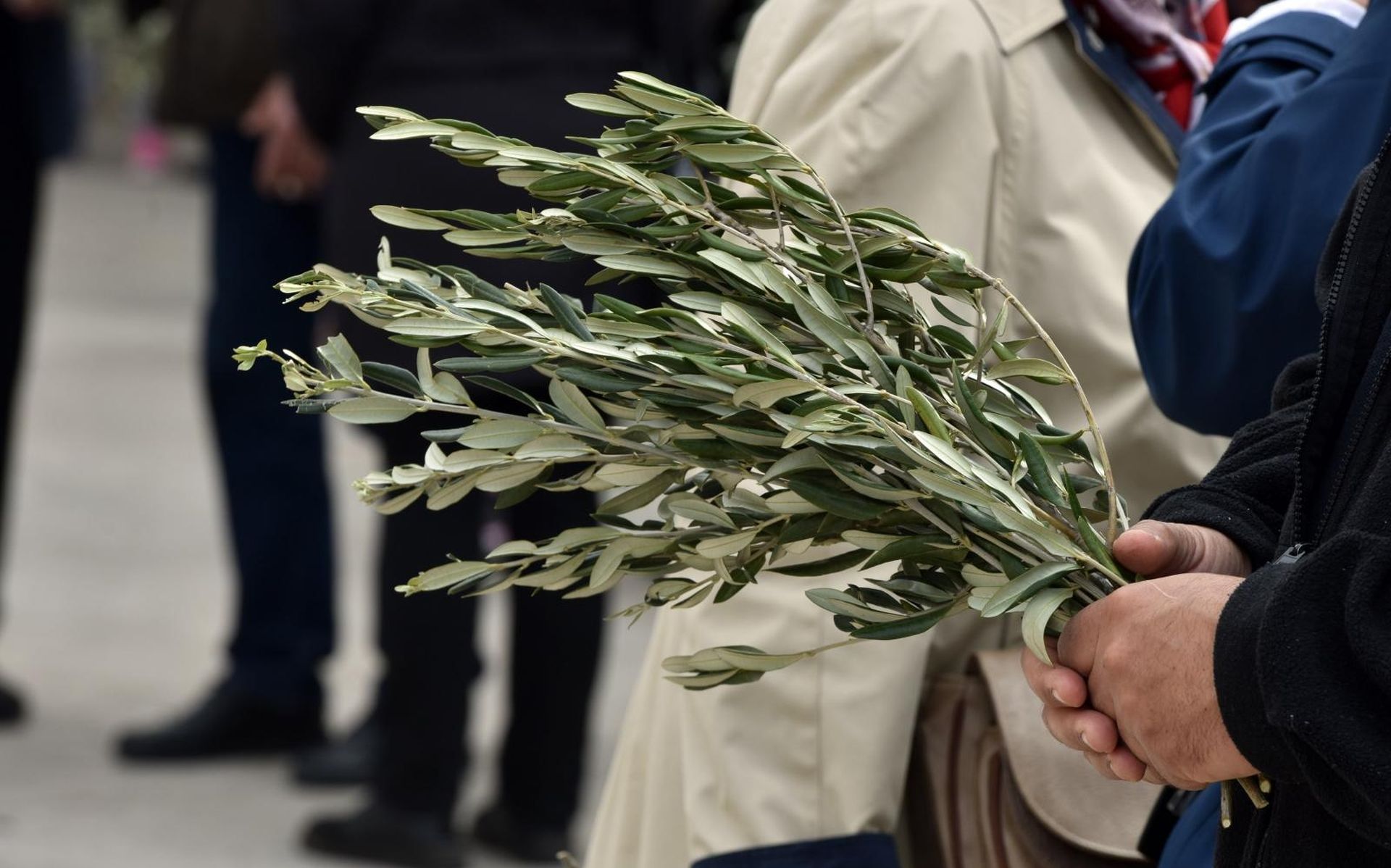 14.04.2019., Sibenik - Povodom velikog katolickog  blagdana Cvjetnice i ulaska u Veliki tjedan biskup Tomislav Rogic blagoslovio je maslinove grancice.
Photo: Hrvoje Jelavic/PIXSELL