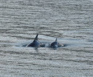 25.10.2019., Primosten - Dupini u igri kod Primostena.
Photo: Hrvoje Jelavic/PIXSELL