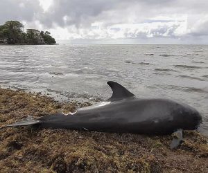 epa08627368 A handout photo made available by Greenpeace Africa shows the carcasses of Melon-headed whales (Peponocephala electra) also known as Electra dolphins washed up in Grand Sable, Mauritius, 26 August 2020. Local reports indicate nine melon-headed whales washed up. According to Greenpeace Africa the carcasses have been taken for post mortem analysis to establish cause of death and if there is a connection with the oil spill from the MV Wakashio, a Japanese owned Panama-flagged bulk carrier after it ran aground off the southeast coast of Mauritius spilling more than 1000 tons of fuel.  EPA/Eshan Juman / Greenpeace Africa HANDOUT MANDATORY CREDIT HANDOUT EDITORIAL USE ONLY/NO SALES