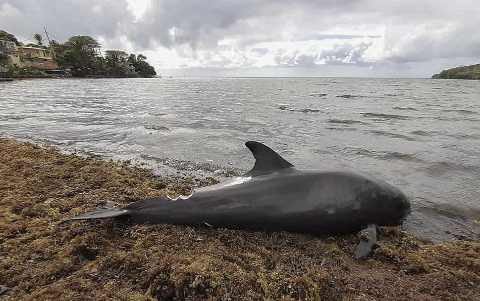 epa08627368 A handout photo made available by Greenpeace Africa shows the carcasses of Melon-headed whales (Peponocephala electra) also known as Electra dolphins washed up in Grand Sable, Mauritius, 26 August 2020. Local reports indicate nine melon-headed whales washed up. According to Greenpeace Africa the carcasses have been taken for post mortem analysis to establish cause of death and if there is a connection with the oil spill from the MV Wakashio, a Japanese owned Panama-flagged bulk carrier after it ran aground off the southeast coast of Mauritius spilling more than 1000 tons of fuel.  EPA/Eshan Juman / Greenpeace Africa HANDOUT MANDATORY CREDIT HANDOUT EDITORIAL USE ONLY/NO SALES