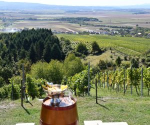 01.10.2019., Kutjevo - Berba grozdja u vinogradima Kutjevo d.d.
Photo: Ivica Galovic/PIXSELL