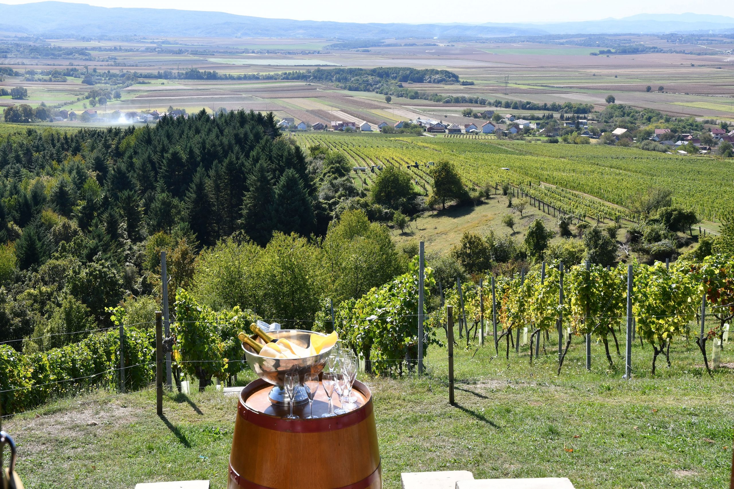 01.10.2019., Kutjevo - Berba grozdja u vinogradima Kutjevo d.d.
Photo: Ivica Galovic/PIXSELL