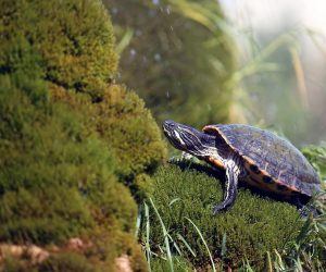 02.05.2020., Sibenik - Kornjace u fontani ispred crkve Gospe van Grada, koje su bile jedna od sibenskih turistickih atrakcija, zbog koronavirusa i nedolaska turista u miru uzivaju u suncanom prijepodnevu. 
Photo: Dusko Jaramaz/PIXSELL