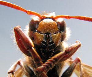 06.09.2013., Zagreb -  Europski strsljen (Vespa Crabro).
Photo: Robert Anic/PIXSELL