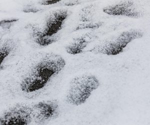 20.06.2020., Kastela - U popodnevnim satima iznimno jako grmljavinsko nevrijeme zahvatilo je dio Dalmacije oko Splita i iznad kastelanskog zaljeva gdje je padala tuca koja se i dalje zadrzava na cestama, a u poljoprivredi je uzrokovala veliku stetu.
Photo: Milan Sabic/PIXSELL