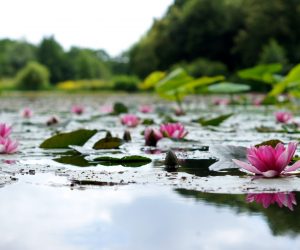 Unsplash/Hanna Skoromna