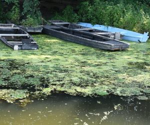 07.08.2020., Plesmo - Park prirode Lonjsko polje na turistickom pristanstu na rjecici Strug postavio je dva camca na solarni pogon te kanue. Rijec je o gotovo necujnim plovilima koji ce turistima omoguciti razotkrivanje ljepote do sada samozatajne rjecice. Tijekom voznje camcima pruzat ce im se diskretan pogled na prirodu kakva se u rijeci i oko nje razvija vec tisucama godina - bez utjecaja covjeka ili u minimalnom doticaju s njim. To pred stanovnike okolnih sela i gradova te turiste stavlja i veliku obvezu - brigu o netaknutoj prirodi. Photo: Nikola Cutuk/PIXSELL