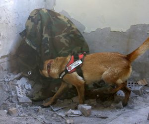 18.05.2015., Osijek - Osjecki vatrogasci prvi put imaju psa tragaca te ga obucavaju za posao. Vacika Brajdic kupio je belgijskog ovcara, kuju Donu, i s njom prolazi obuku kako bi mogao pomoci unesrecenim ljudima. 
Photo: Davor Javorovic/PIXSELL