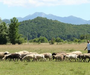 26.06.2017., Gospic
Smiljan je selo koje se nalazi sedam km sjeverozapadno od Gospica, Licko-senjska zupanija. Naselje Smiljan nalazi se u podvelebitskom dijelu sredisnje Licke zavale, na zapadnom rubu Lickog polja podno brda Krcmar. Rodno je mjesto znanstvenika Nikole Tesle u kojem je uredjen Memorijalni centar ovom geniju iz Smiljana. Jedan od rijetkih stanovnika ovog kraja je i ucitelj Ivan Franjic koji sa suprugom sinovima i majkom Marom osim uciteljevanja uzgaja ovce i autohtone krave Busice. 
photo: Robert Anic/PIXSELL
