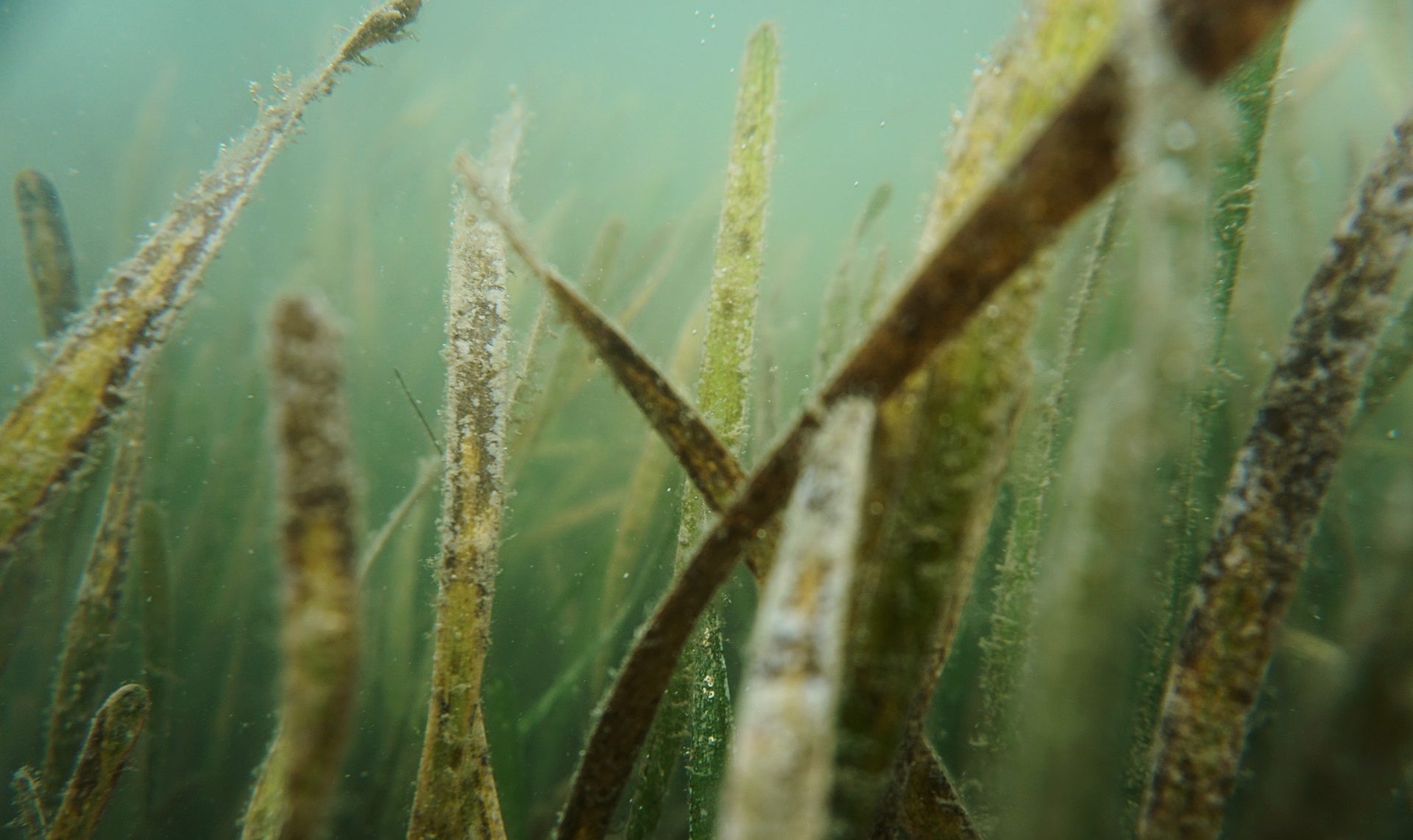 Unsplash/The Tampa Bay Estuary Program
