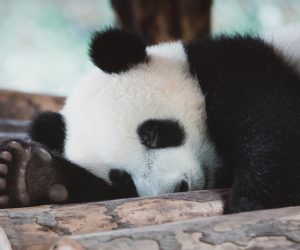 Unsplash/shiyang xu