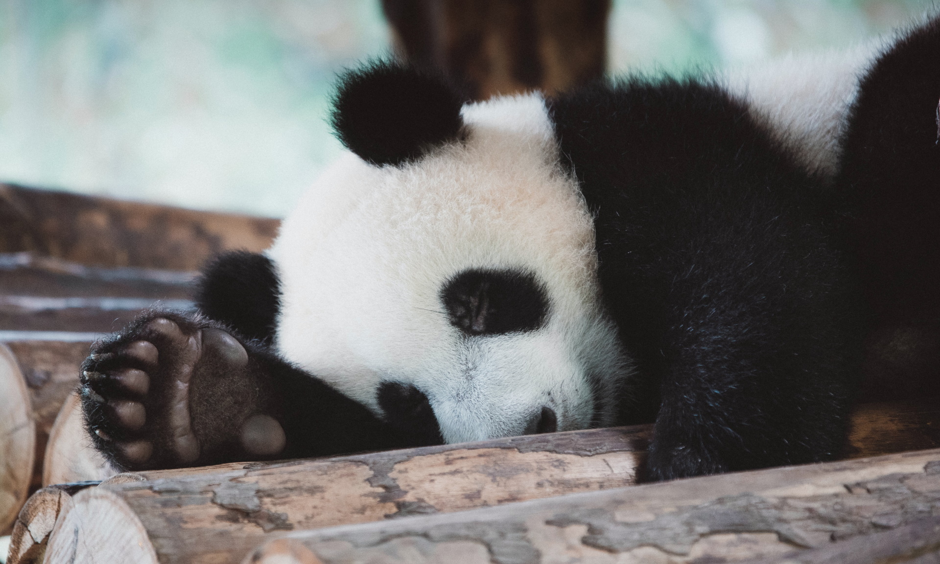 Unsplash/shiyang xu