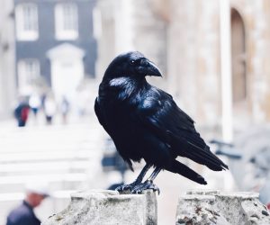 Unsplash/Kasturi Roy