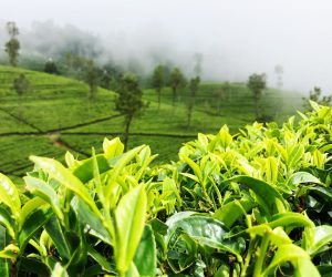 Unsplash/Yasasi Rajapakse