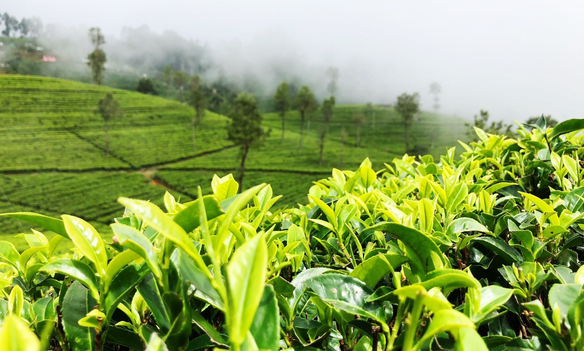 Unsplash/Yasasi Rajapakse