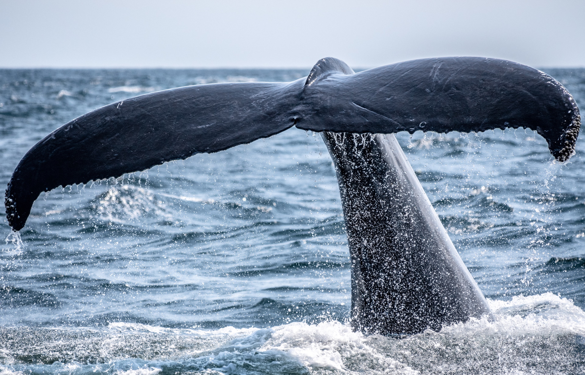 Unsplash/Richard Sagredo