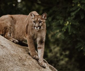 Unsplash/Priscilla Du Preez
