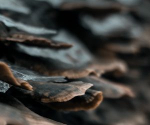 Unsplash/Hamza Bounaim