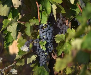 27.08.2019., Vrpolje - Vinogradi u okolici Sibenika puni su bijeloga i crnoga grozdja te se pocetkom rujna ocekuju i prve berbe.
Photo: Hrvoje Jelavic/PIXSELL