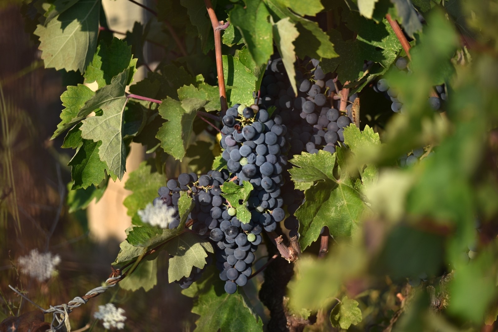 27.08.2019., Vrpolje - Vinogradi u okolici Sibenika puni su bijeloga i crnoga grozdja te se pocetkom rujna ocekuju i prve berbe.
Photo: Hrvoje Jelavic/PIXSELL