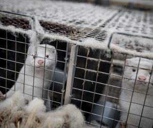 epa08803230 Live minks wait for their turn to be collected and processed to fur, at the mink fur farm which consists of 3000 mother minks and their cubs on their farm near Naestved, Denmark, 06 November 2020. The furs are stored in three freezers before selling them, as the minks on their farm are not affected by corona and there have been no corona cases in mink on Zealand and Funen. Mink farms throughout Denmark have been ordered by the government to cull all animals to prevent the spread of a new discovered mutated coronavirus.  EPA/Mads Claus Rasmussen  DENMARK OUT ATTENTION: This Image is part of a PHOTO SET
