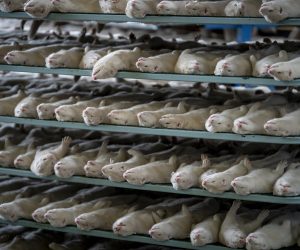 epa08803229 Minks that were put down are transported to machines to further process them, at the mink fur farm which consists of 3000 mother minks and their cubs on their farm near Naestved, Denmark, 06 November 2020. The furs are stored in three freezers before selling them, as the minks on their farm are not affected by corona and there have been no corona cases in mink on Zealand and Funen. Mink farms throughout Denmark have been ordered by the government to cull all animals to prevent the spread of a new discovered mutated coronavirus.  EPA/Mads Claus Rasmussen  DENMARK OUT ATTENTION: This Image is part of a PHOTO SET