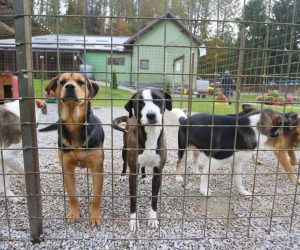 12.11.2020., Karlovac - U sklonistu za zivotinje u Utinji brinu se o napustenim i odbacenim psima i mackama. Trenutno se u sklonistu nalazi 77 pasa koji su spremni za udomljavanje. Najmladi imaju dva mjeseca, a najstariji imaju i nekoliko godina. Radi se o mjesancima svih uzrasta koji su cijepljeni, cipirani i kastrirani. Tijekom ove godine iz sklonista koje vodi tvrtka CRPK na celu sa Kresimirom Lemicem udomili  su oko 500 pasa. Photo: Kristina Stedul Fabac/PIXSELL