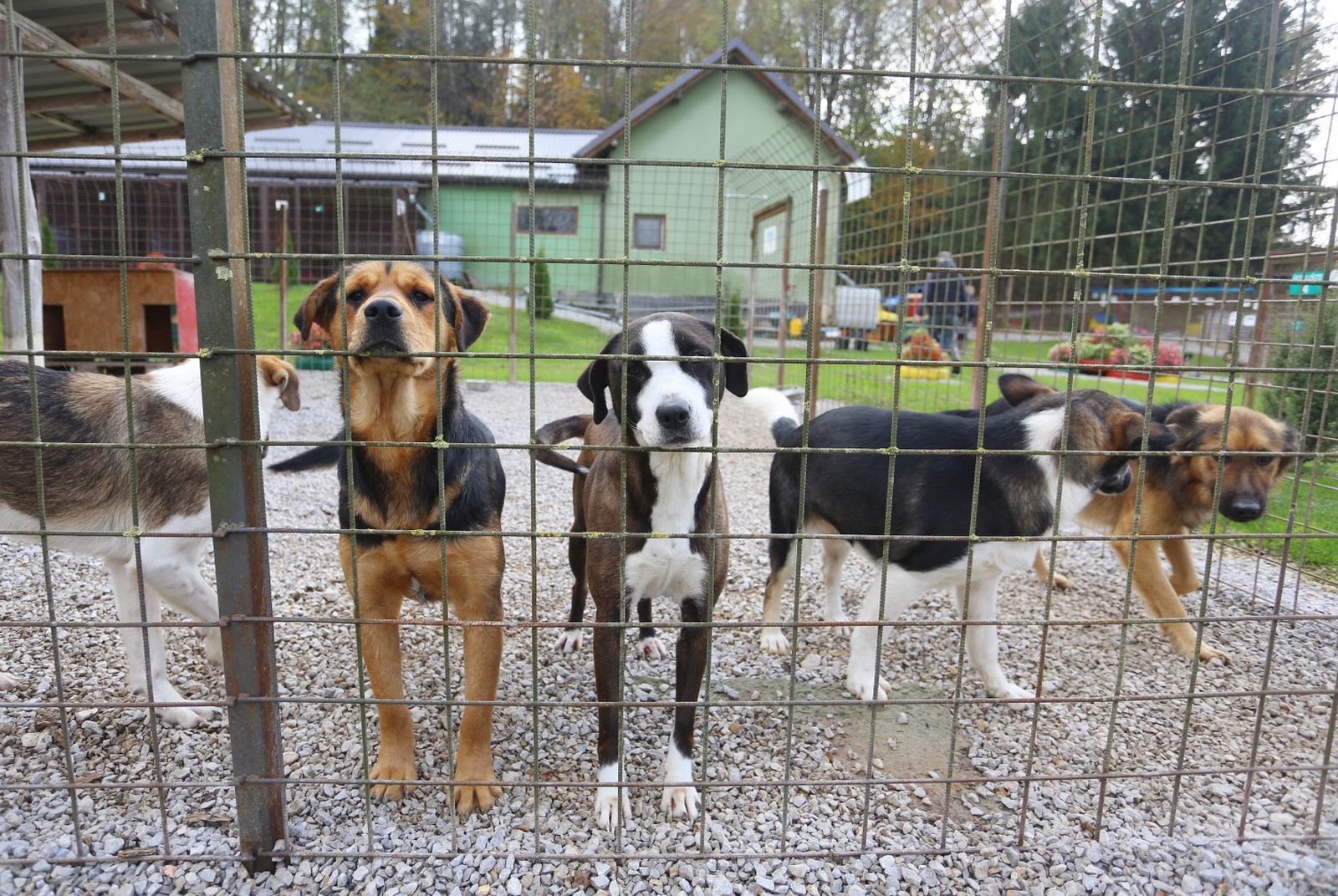 12.11.2020., Karlovac - U sklonistu za zivotinje u Utinji brinu se o napustenim i odbacenim psima i mackama. Trenutno se u sklonistu nalazi 77 pasa koji su spremni za udomljavanje. Najmladi imaju dva mjeseca, a najstariji imaju i nekoliko godina. Radi se o mjesancima svih uzrasta koji su cijepljeni, cipirani i kastrirani. Tijekom ove godine iz sklonista koje vodi tvrtka CRPK na celu sa Kresimirom Lemicem udomili  su oko 500 pasa. Photo: Kristina Stedul Fabac/PIXSELL