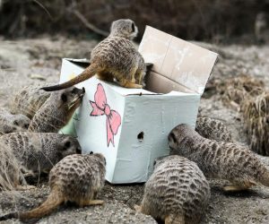26.12.2020., Zagreb - Podjela bozicnih darova zivotinjama u zooloskom vrtu Zagreb i davanje imena morskom lavicu. Lavic je dobio ime Edi. Photo: Zoe Sarlija/PIXSELL
