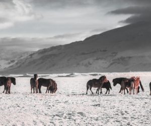 Unsplash/Martin Jernberg