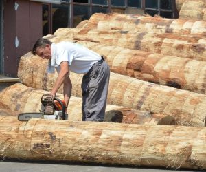 07.07.2015., Bjelovar - Proizvodni pogoni bivse drvne industrije Cesme iznova, pod okriljem nove tvrtke Tehno drvo i novog vlasnika Joze Kalema, rade punom parom, a vecina bivsih radnika Cesme, pri cemu prednjace zene, ponovno je na svojim radnim mjestima u novoizgradjenim pogonima. U krugu bivse posrnule tvrtke Cesma, kasnije i posrnule Spacve, na mjestu gdje su bile tvornice Sperploca i Furnir, niknuli su novi proizvodni pogoni te susare za preradu drveta. Investicijska ulaganja u pogone, opremu i strojeve premasuju 200 milijuna kuna, a ona ce se i povecavati prosirivanjem proizvodnih pogona do kraja 2015. Trenutacno je zaposleno 125 radnika, a bitno je da su prioritet kod zaposljavanja imali bivsi radnici Cesme d.d. Do kraja kolovoza 2015. u planu je zaposljavanje jos 25 radnika pokretanjem finalne proizvodnje lamela. Tehno drvo d.o.o. PC Bjelovar tvrtka je koja se bavi drvnom proizvodnjom od primarne obrade trupaca do izrade finalnog proizvoda. Proizvodnja je organizirana u dva glavna procesa, prvi obuhvaca raspilivanje trupaca na suvremenoj opremi kapaciteta u 40 m3 po smjeni. Proizvodnja je organizirana u tri smjene. Drugi dio prerade drveta i proizvodnja elemenata odvija se na digitaliziranim linijama u skladu s visokim standardima razvijenih zemalja. Cjelokupni proizvodni program se izvozi u zapadnoeuropske zemlje, u prvom redu u Austriju i Svicarsku te Dansku, Svedsku i Njemacku.
Photo: Damir Spehar/PIXSELL