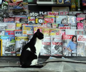 25.11.2016., Opatija - Macka cita novine izlozene pred kioskom na Slatini.  Photo: Goran Kovacic/PIXSELL