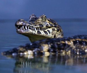 Goran Kovacic/PIXSELL