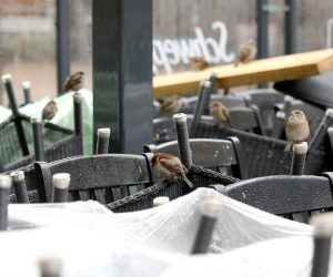09.02.2021., Zagreb -Dok Krizni stozer ne ublazi mjere za suzbijanje sirenja koronavirusa i otvori kafice jedini gosti zatvorenih terasa u centru Zagreba su vrapci koji na njima nalaze svoj mir.
Photo: Patrik Macek/PIXSELL