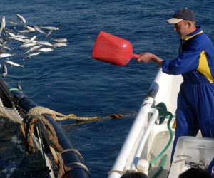 26.03.2012., otok Ugljan - Tunogojiliste na zapadnoj strani otoka Ugljana, kavezi za uzgoj tune u vlasnistvu firme "Kali tuna". Hranjenje tuna.
Photo: Dino Stanin/PIXSELL