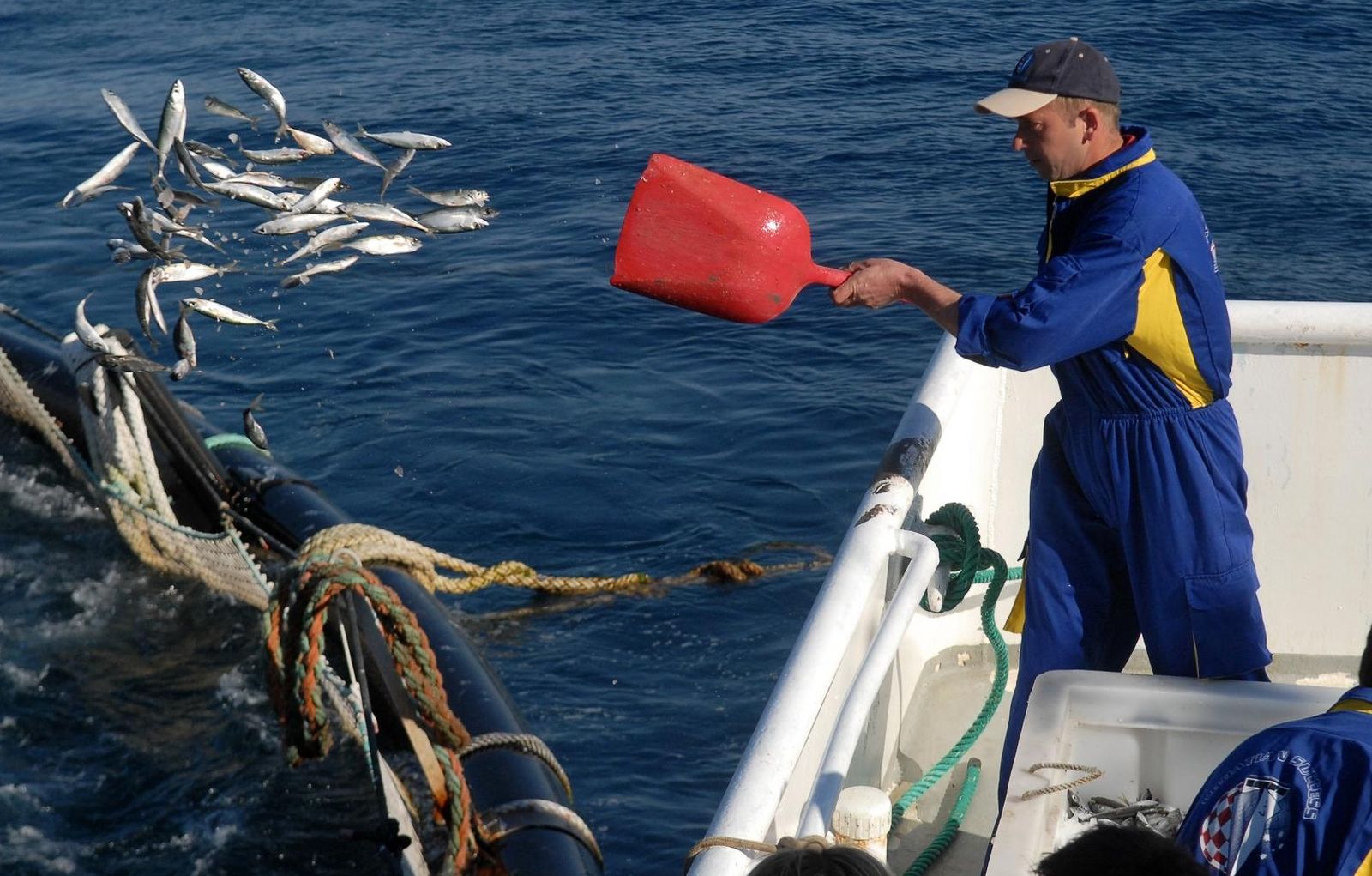 26.03.2012., otok Ugljan - Tunogojiliste na zapadnoj strani otoka Ugljana, kavezi za uzgoj tune u vlasnistvu firme "Kali tuna". Hranjenje tuna.
Photo: Dino Stanin/PIXSELL