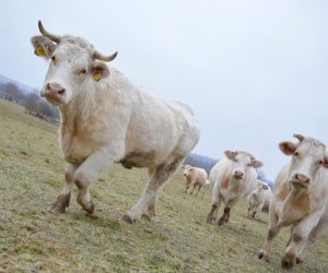 23.12.2016., Bjelovar, Mali Grdjevac - Na eko farmi Suncane livade uzgajaju se francuska goveda charolais, a rijec je o jednoj od najskupocijenijih svjetskih pasmina. 
Photo: Damir Spehar/PIXSELL