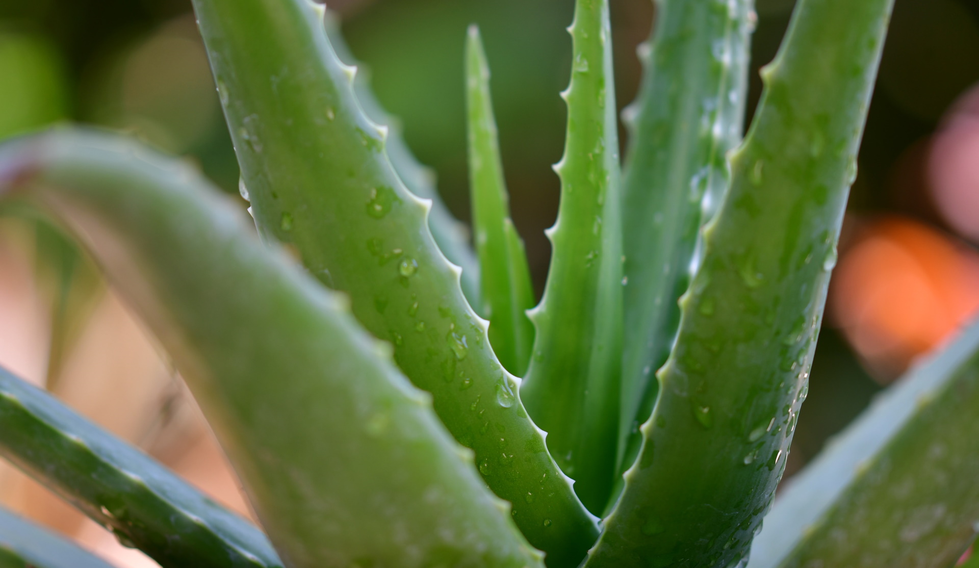 Unsplash/pisauikan