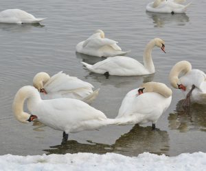 17.01.2017., Koprivnica - Na jezeru Soderica pronadjene su uginule ptice zarazene pticjom gripom, a medju ugrozenima su i labudovi. Djelatnici veterinarske sluzbe uklanjaju uginule ptice. 
Photo: Damir Spehar/PIXSELL
