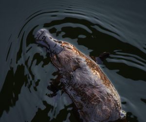 Unsplash/Meg Jerrard