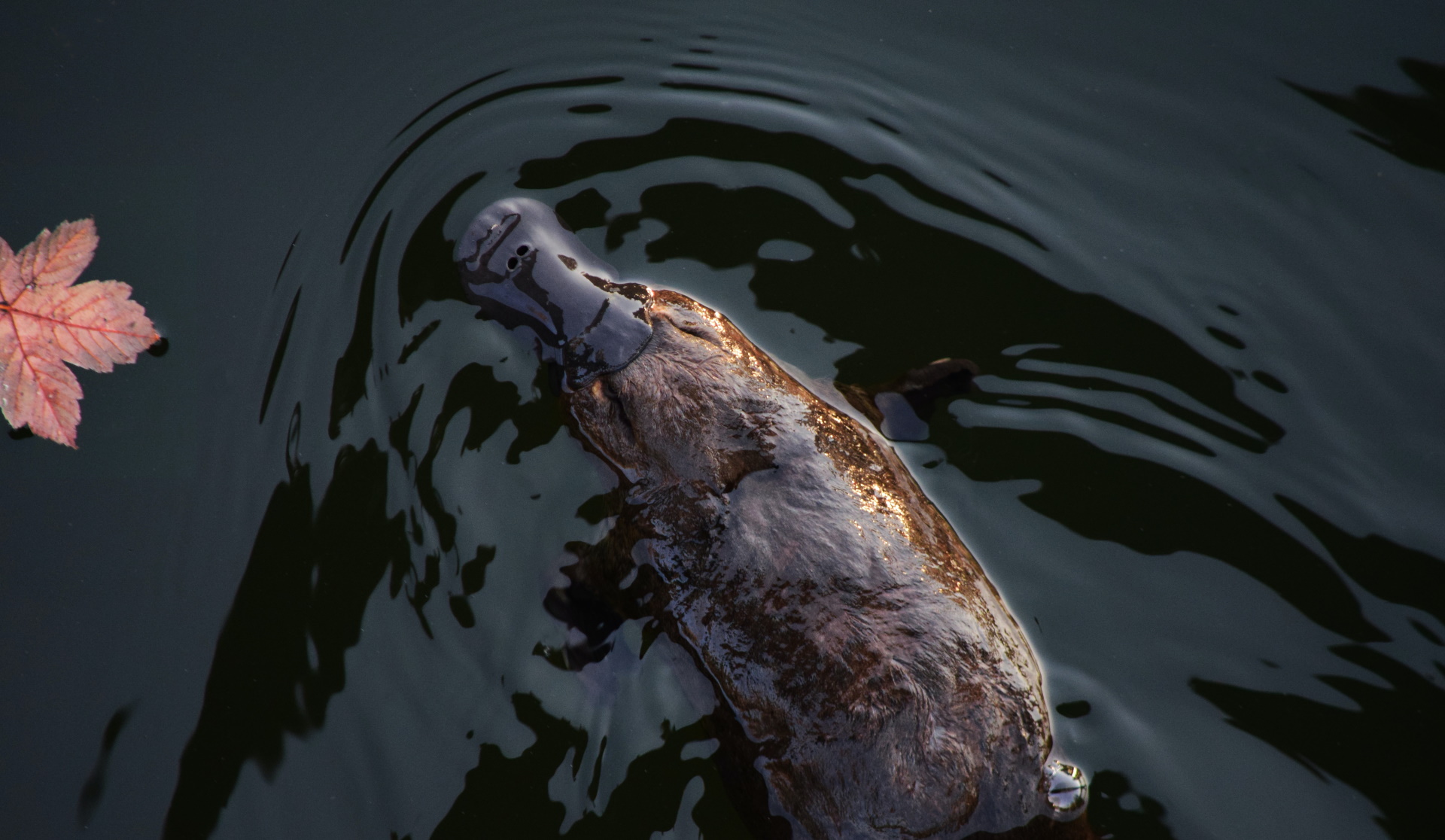 Unsplash/Meg Jerrard