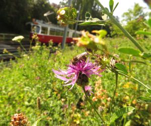 Bienen und Blumen an der 60er-Strecke