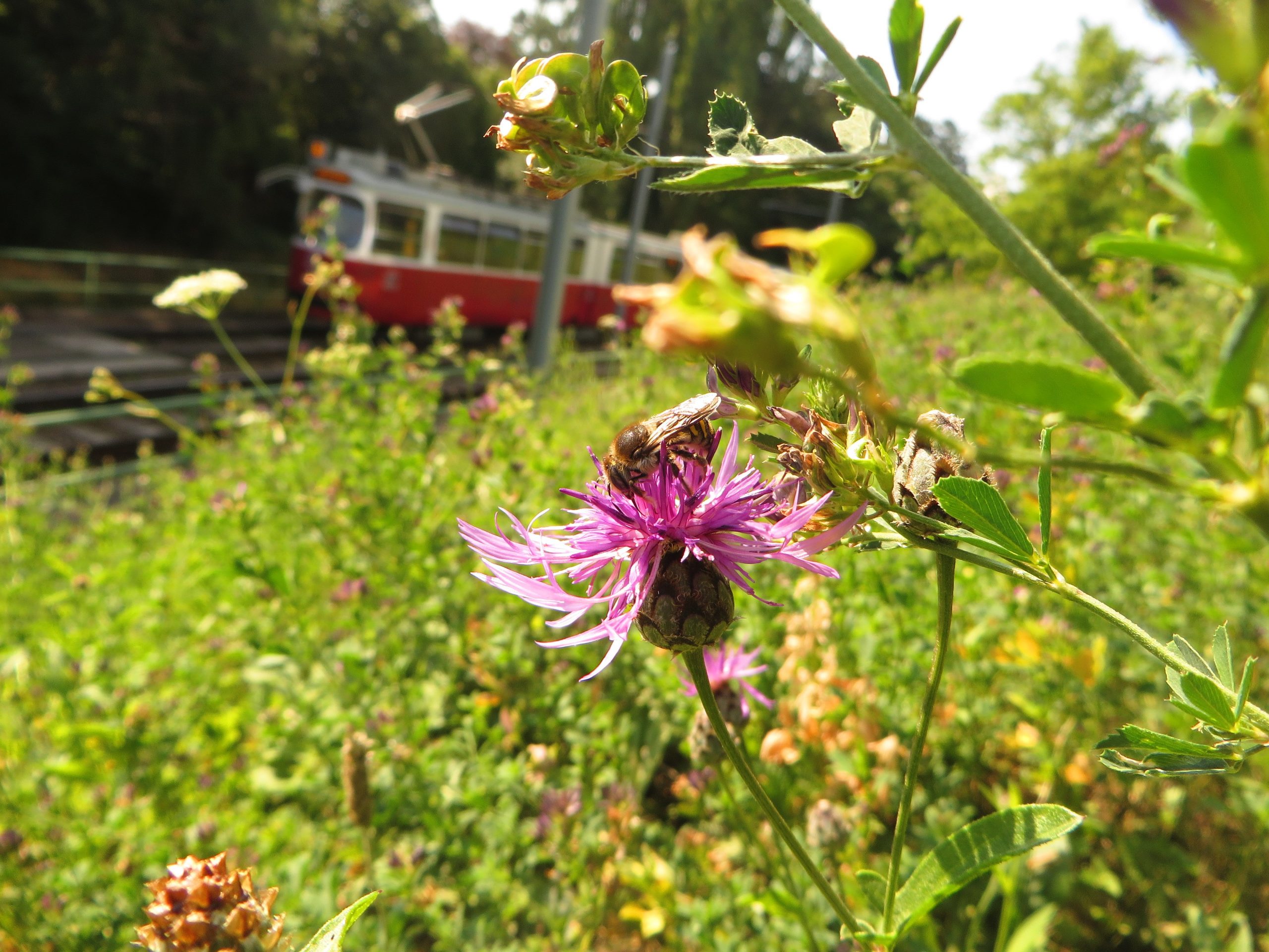 Bienen und Blumen an der 60er-Strecke