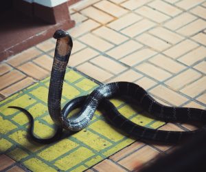Unsplash/Hendrik Schlott