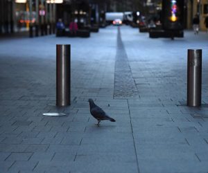 epa09375685 A pigeon at a near empty Pitt Street Mall in the central business district (CBD) in Sydney, New South Wales (NSW), Australia, 29 July 2021. NSW recorded 236 new locally acquired cases of COVID-19 in the 24 hours to 8pm last night.  EPA/MICK TSIKAS  AUSTRALIA AND NEW ZEALAND OUT