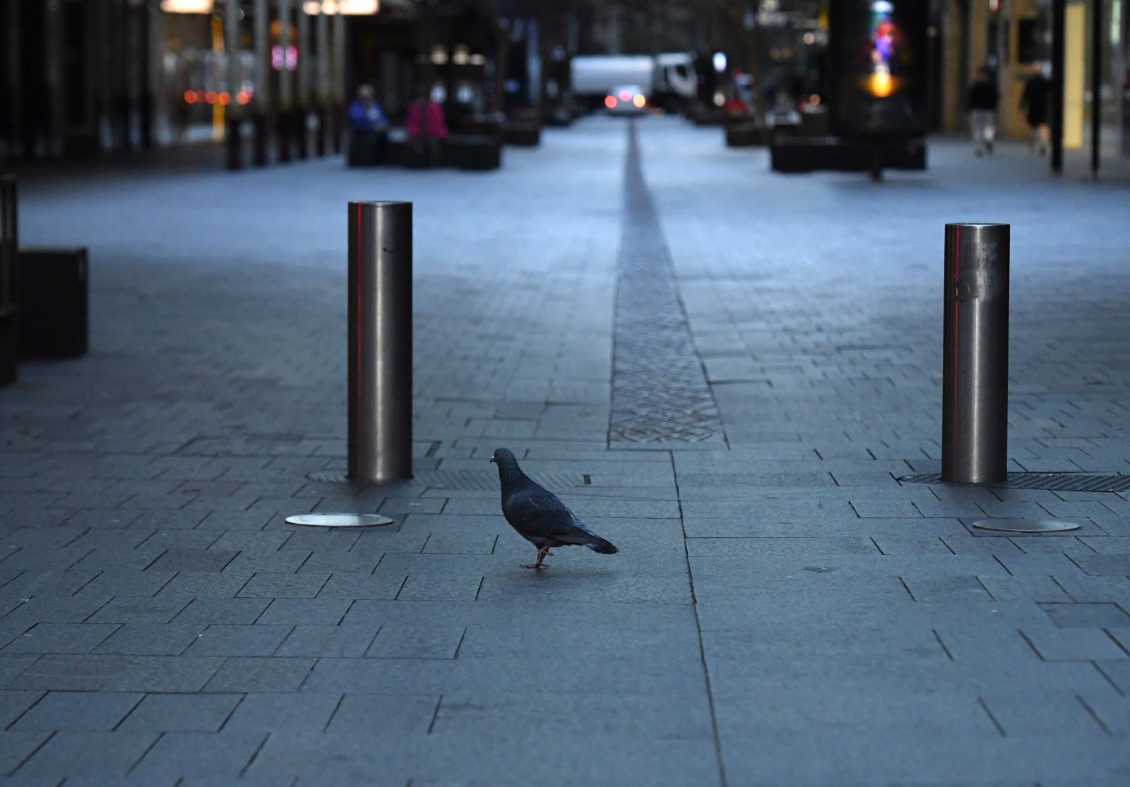 epa09375685 A pigeon at a near empty Pitt Street Mall in the central business district (CBD) in Sydney, New South Wales (NSW), Australia, 29 July 2021. NSW recorded 236 new locally acquired cases of COVID-19 in the 24 hours to 8pm last night.  EPA/MICK TSIKAS  AUSTRALIA AND NEW ZEALAND OUT