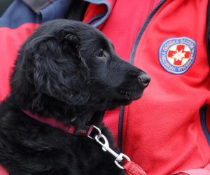 19.01.2021., Sibenik - Sibenski HGSS dobio je na poklon dvomjesecnu kujicu ravnodlakog retrivera. Nju ce dresirati HGSS-ovac Ante Ercegovic kojemu je ovo drugi pas kojeg ce nauciti spasavati zivote unesrecenika u raznim tragicnim situacijama. Kako je obicaj da se psu dade kratko ime kujica je dobila neobicno kratko dalmatinsko ime Tunja. Sibenski HGSS-ovci su zahvalni Zeljki Grediscak na poklonjenoj kujici. Photo: Dusko Jaramaz/PIXSELL