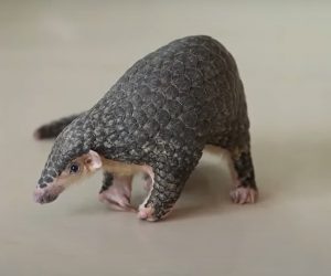 Screenshot YouTube