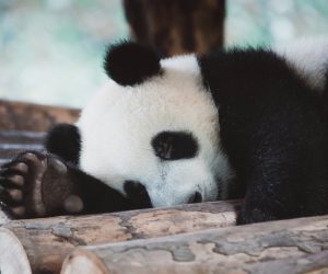 Unsplash/shiyang xu