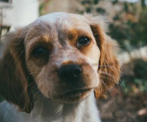 Unsplash/Tobias Tullius